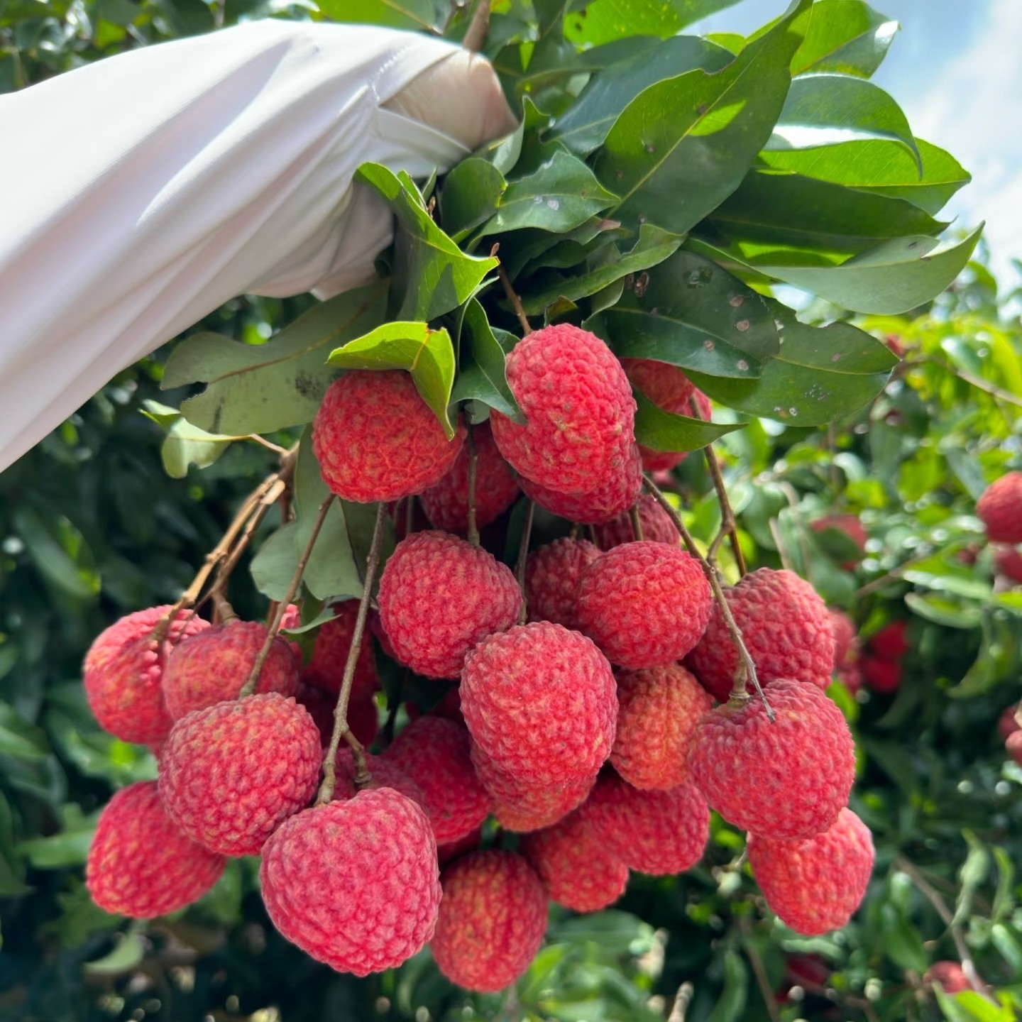 【正宗仙进奉荔枝】顺丰冷链直发 岭南贡荔新鲜荔枝水果现摘现发