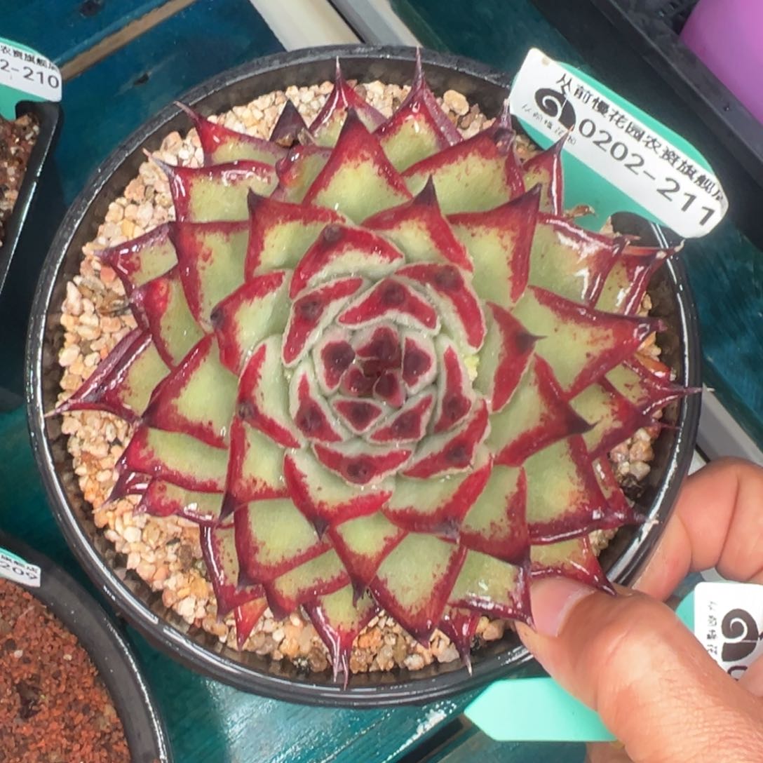 多肉一物一拍0202-211