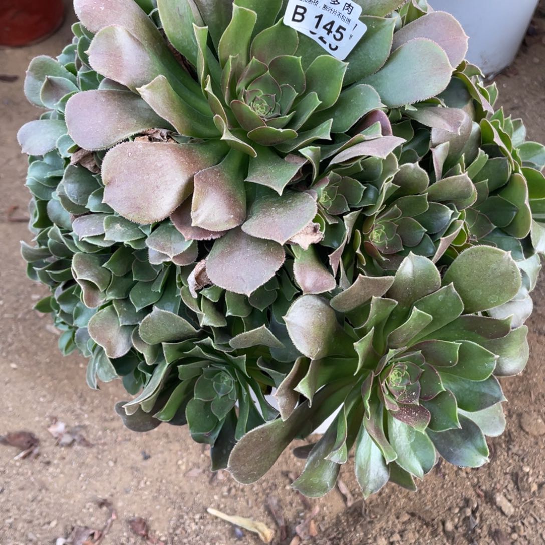 145柠檬多肉法师断枝不包