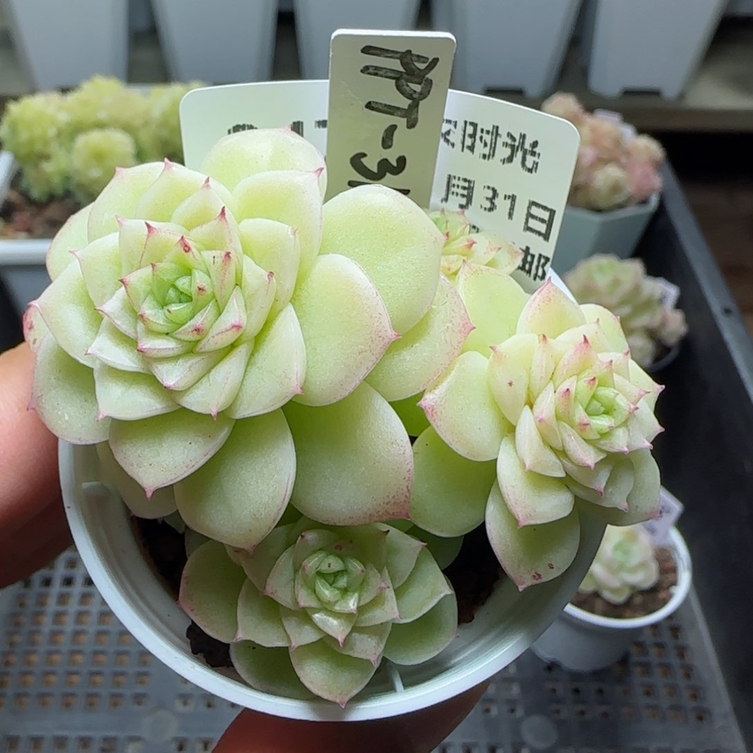 【闪购商品】0131-247（ppt-31）