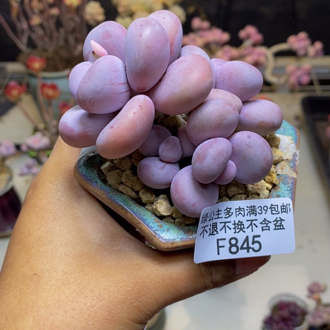 845橙奶多肉肉7c m