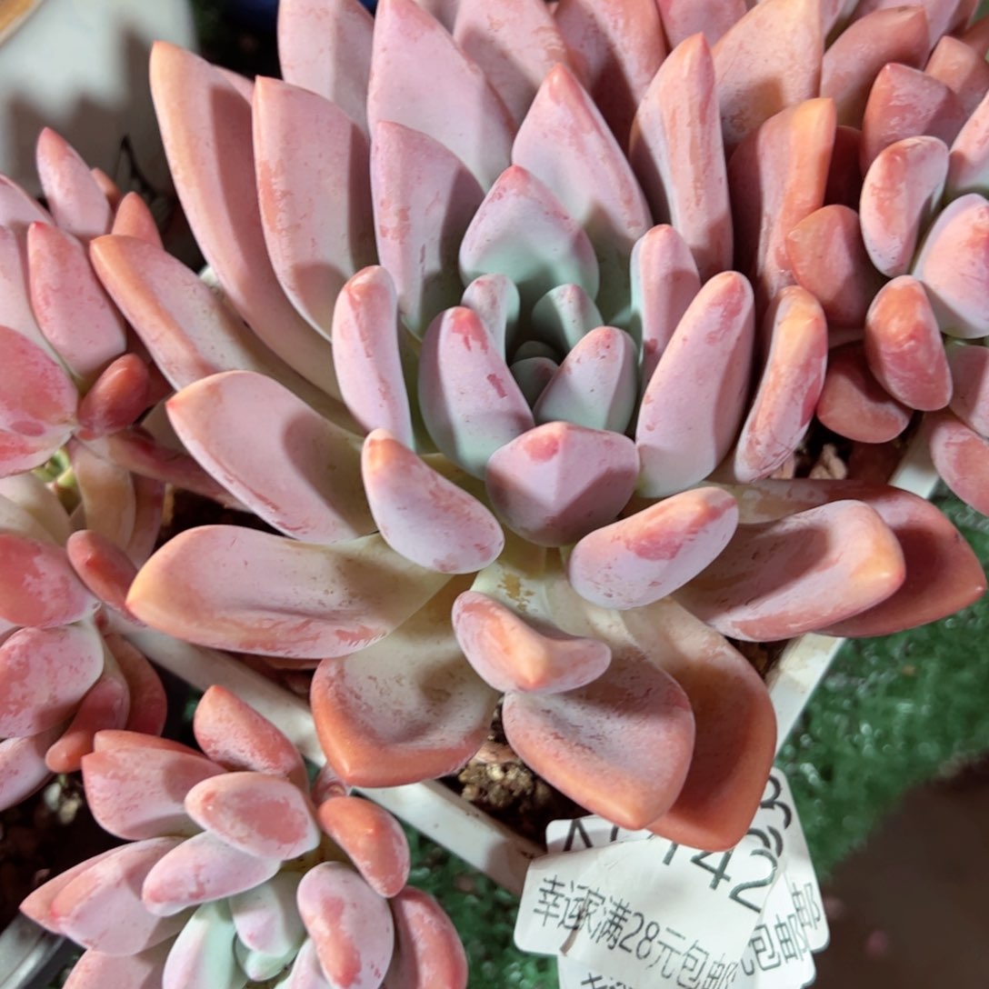 幸运的是我的朋友们