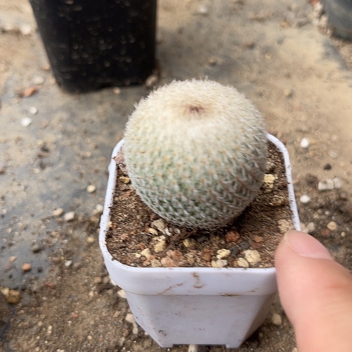 无花朵实生乌月丸仙人球