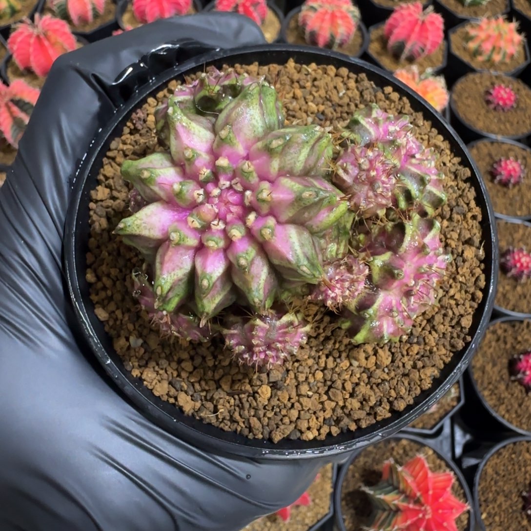 实生海神群生福利价