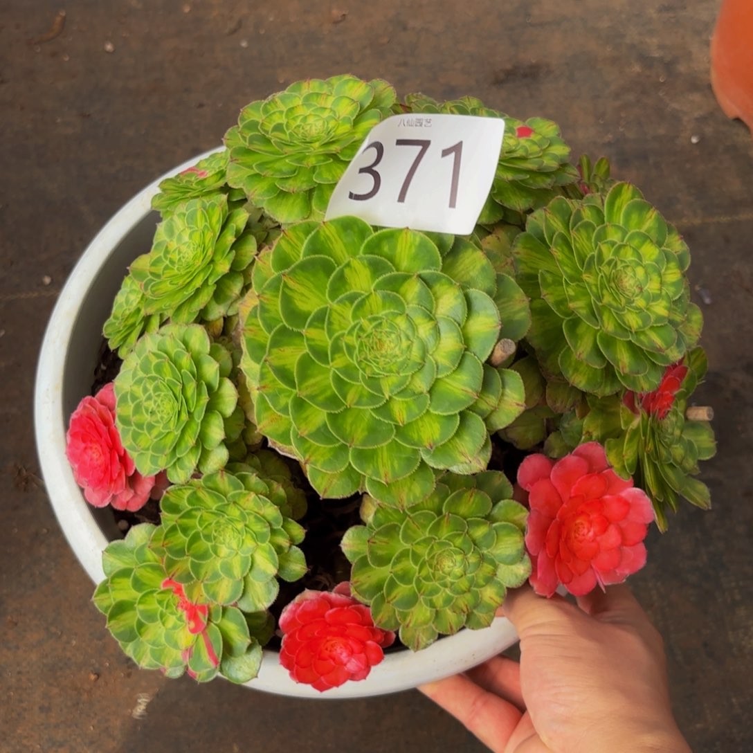 371多肉植物知否特价