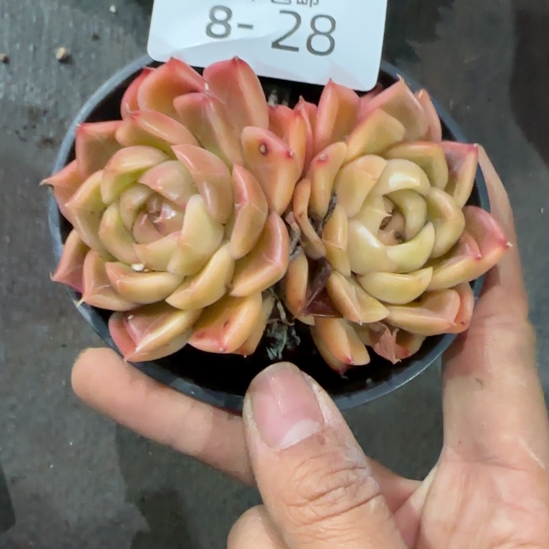 瑾***y8-28不知名多肉植物