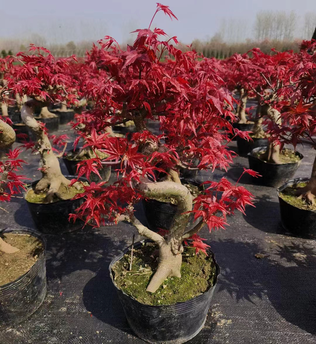 红枫红舞姬老桩盆景四季观赏矮化适合客厅室内盆栽植物