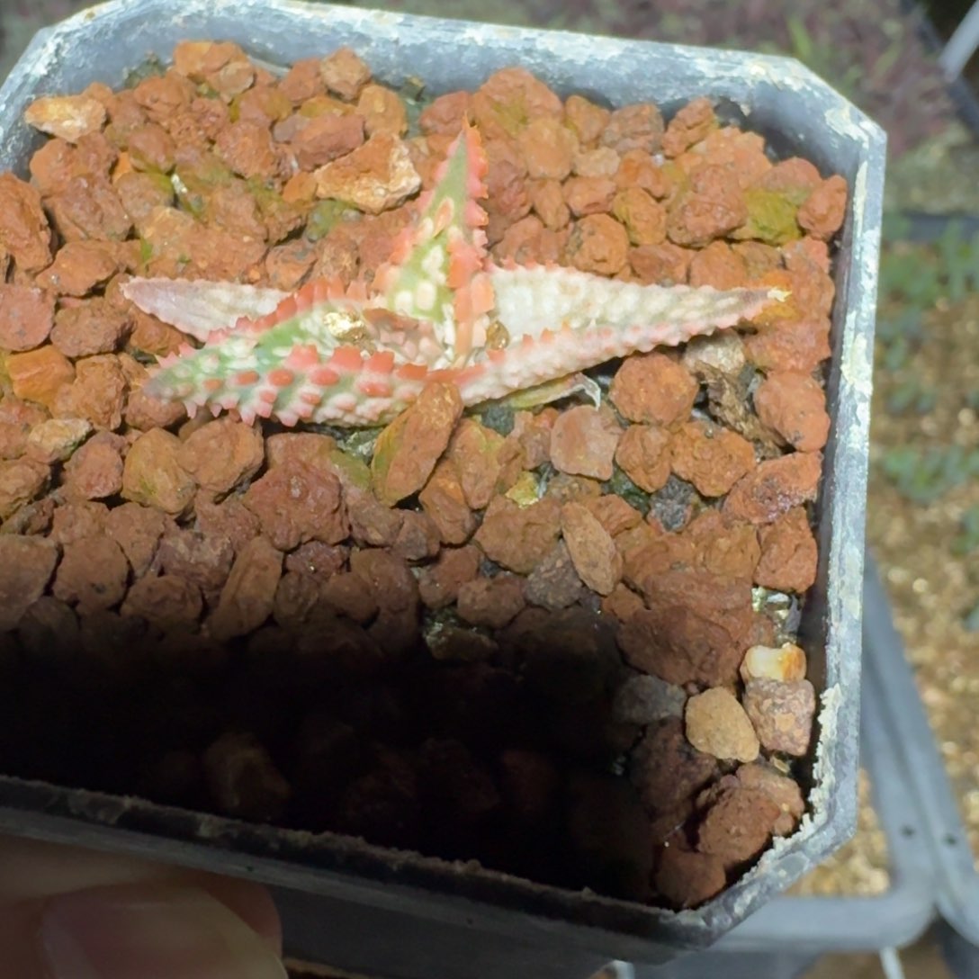 园艺芦荟一物一拍多肉