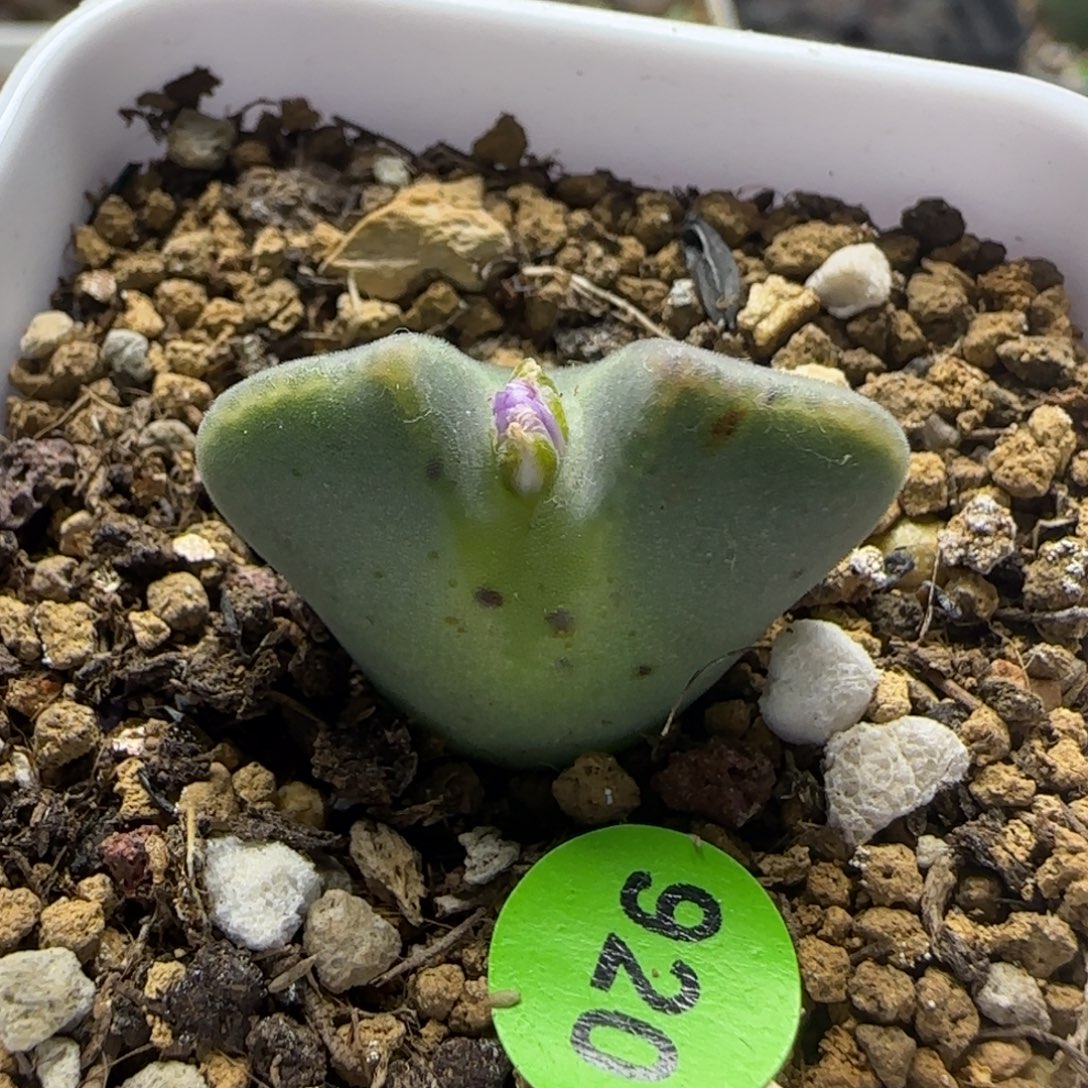 大眼睛空蝉2.3+开花920