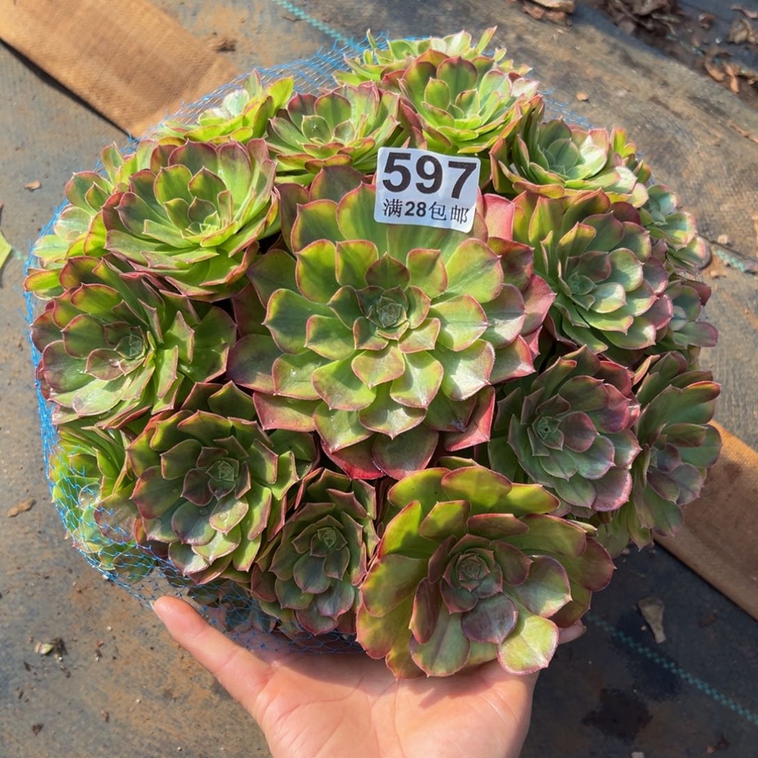 多肉植物597雨河的