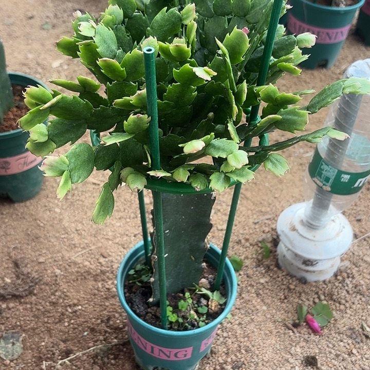 ****方当前无花栽培后可以开花