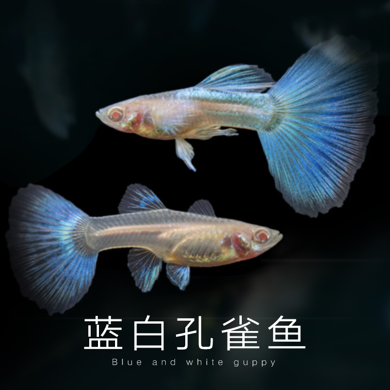 天空蓝孔雀鱼孕母小型热带观赏鱼适合新手皮实好养