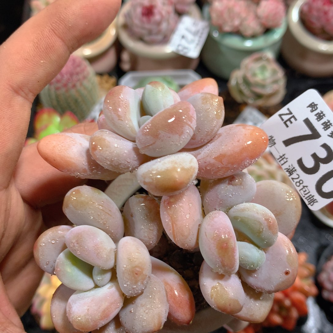 5CM拇指盆精控多肉ZE730