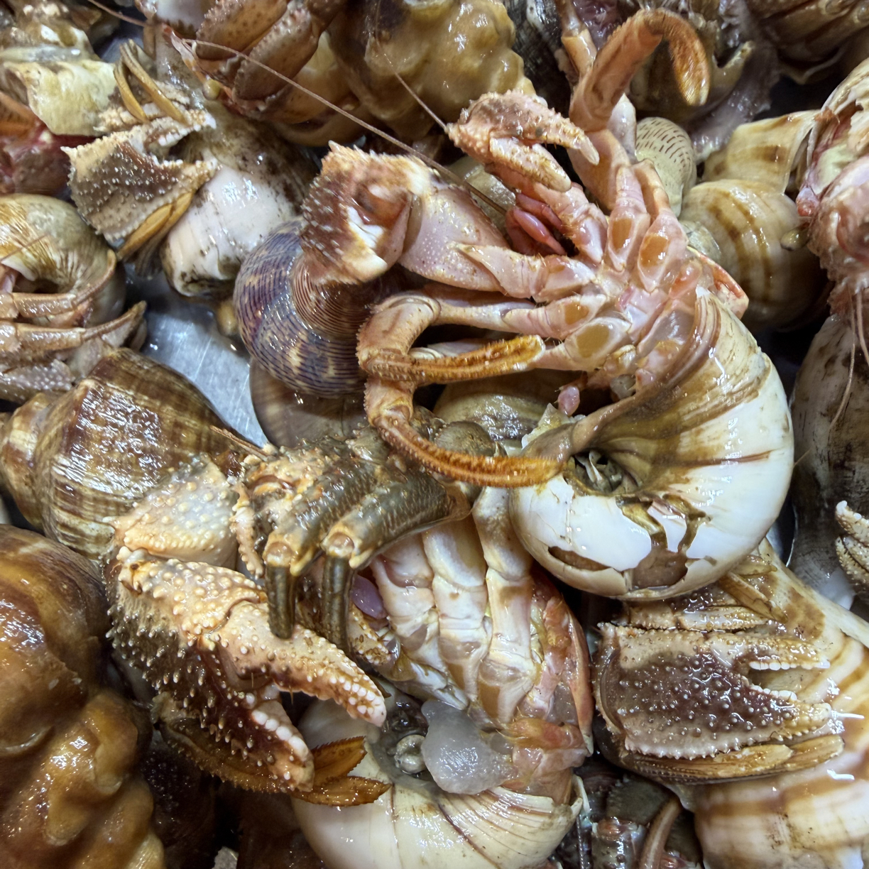 大连野生虾怪【鲜活发货】顺丰个别有沙虫带籽介意勿拍【保鲜不保活】