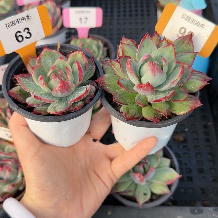 仙***姐98、63 惊鸿仙子多肉植物6-9cm