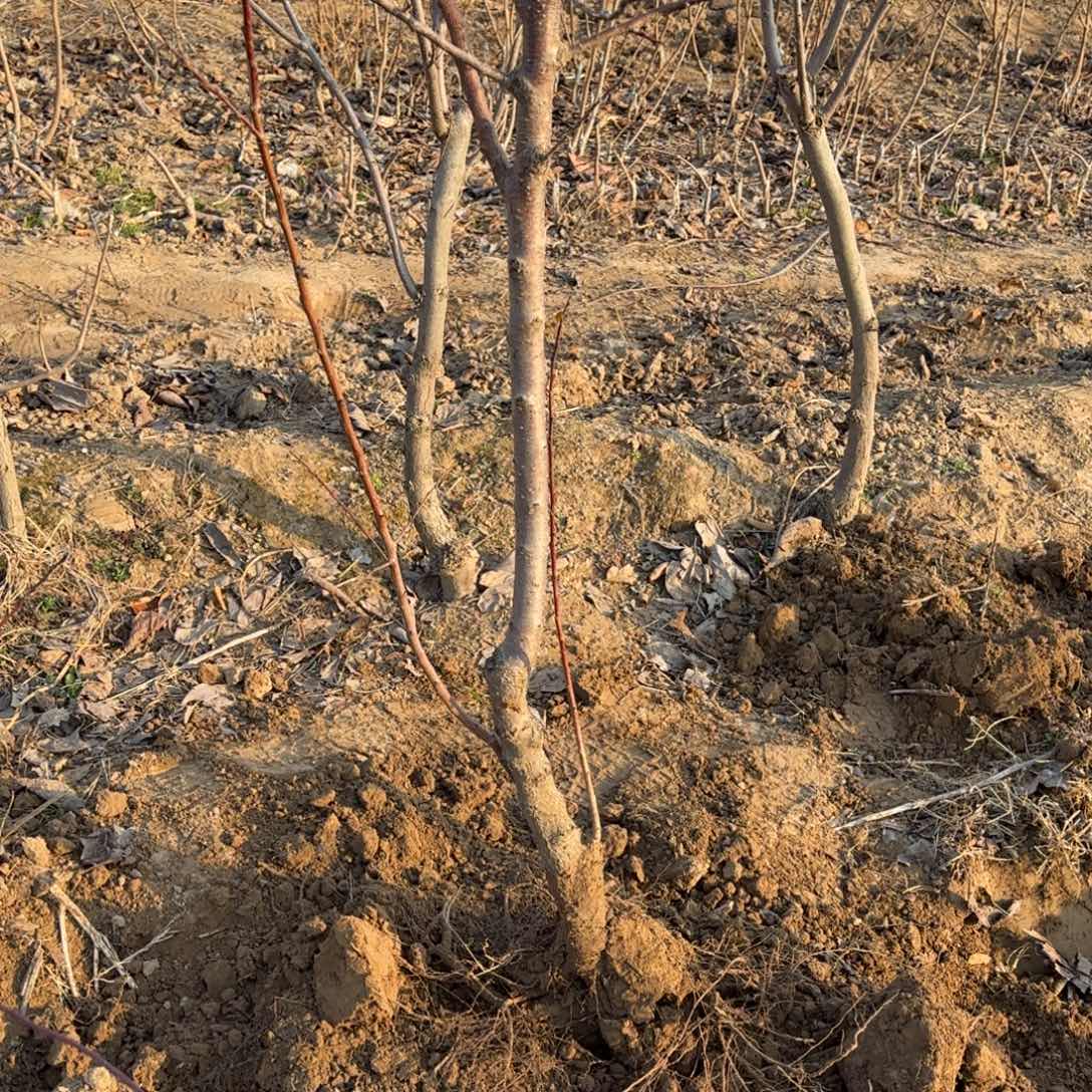 杏一物一拍裸根苗