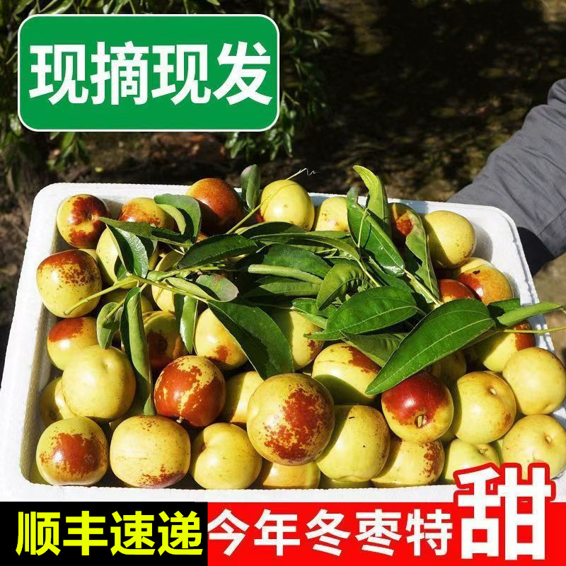 【礼品果王】冬枣新鲜山东沾化脆甜即食当季水果5斤果园现摘直发