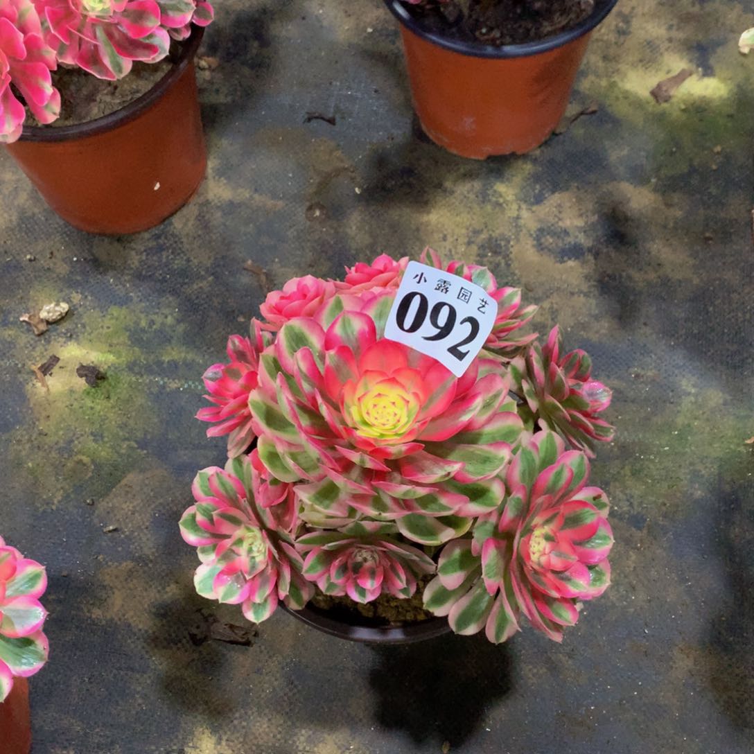 王*大多肉植物092倾城21公分左右888888