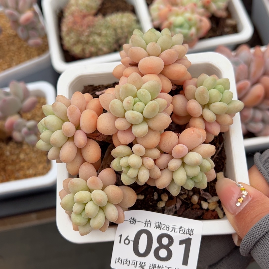 洛可可多肉多肉多肉多肉