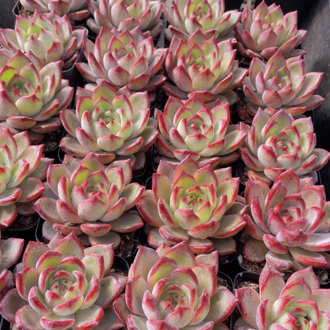 量拍137号 夜魔侠单头一个