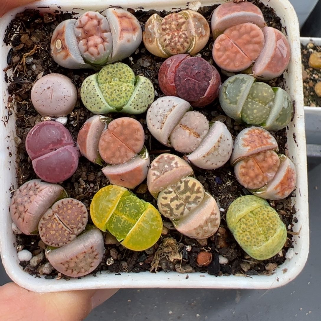 2.7好看的多肉795