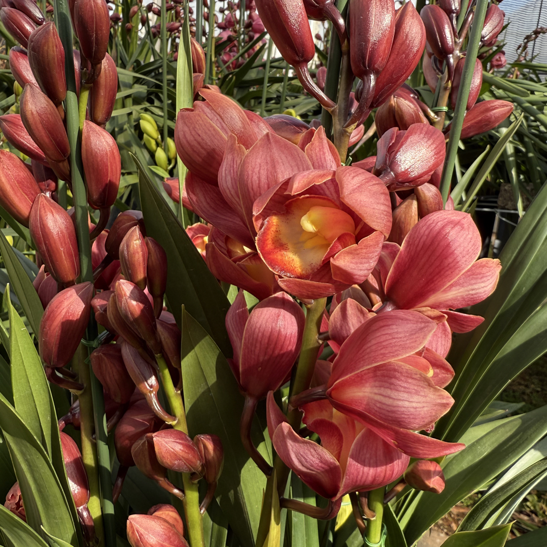 念兰新农人-梦寐以求】中大型惠兰 年宵花 云南基地直发