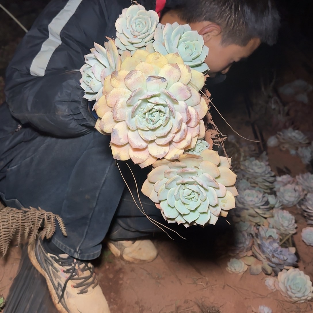 地栽恋曲多肉1棵不售后