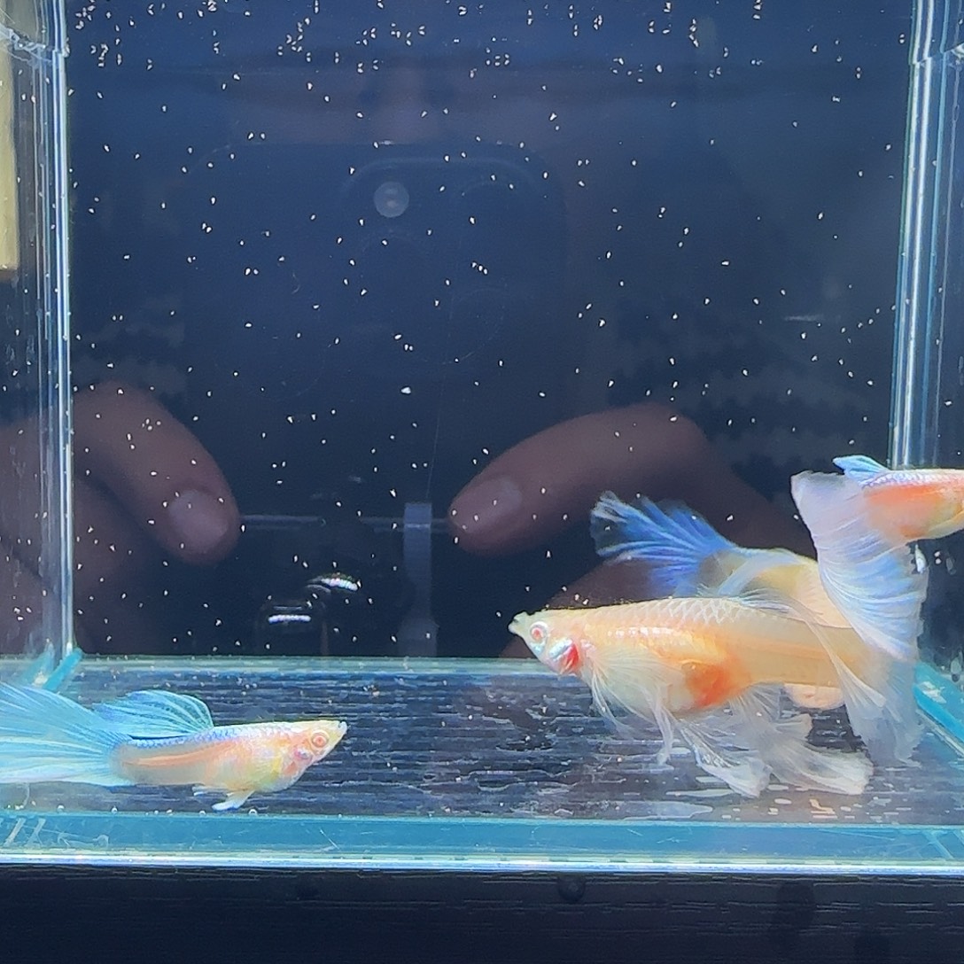 孔雀鱼蓝白绣球4对