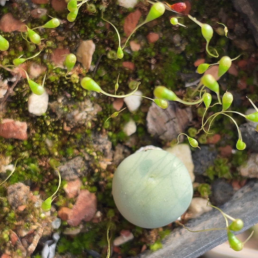 12-31嘴多肉植物
