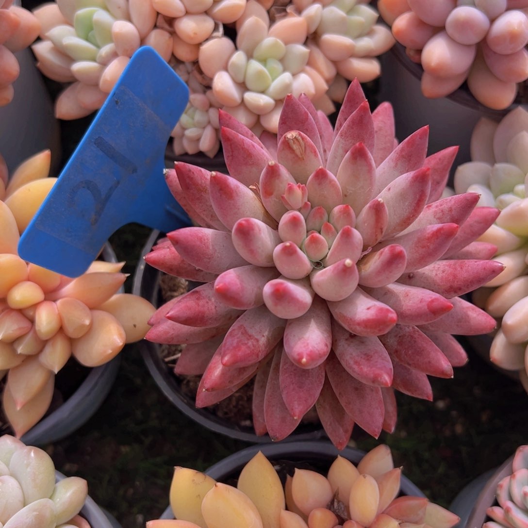 香玉的故事是一个人的故事