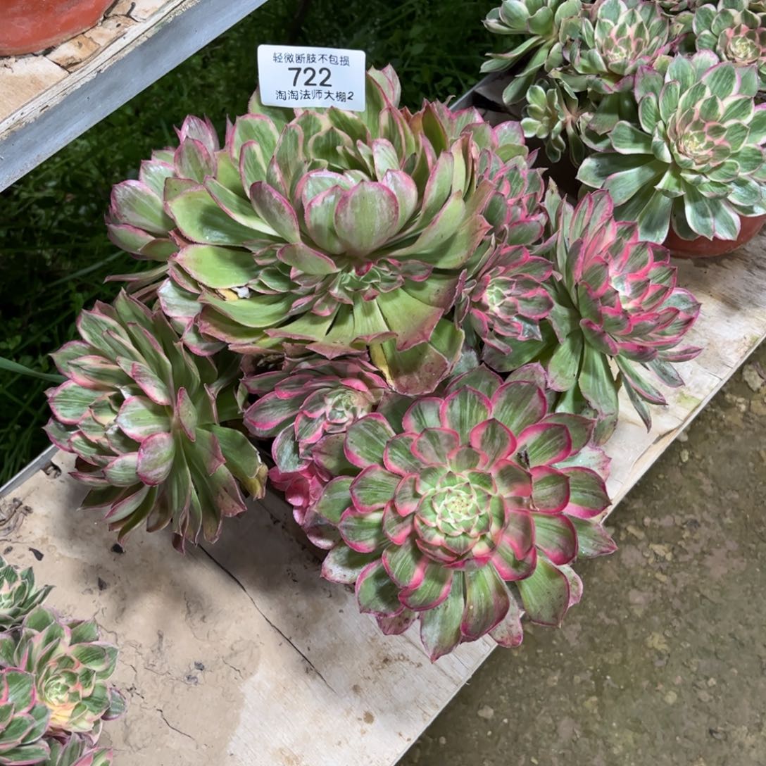 722莲花座多肉植物法师