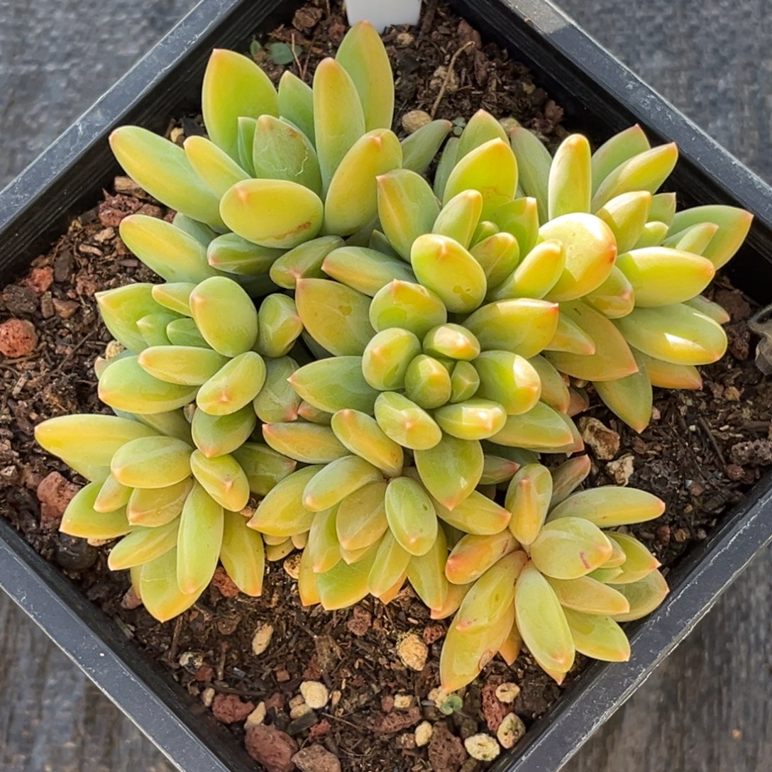 冰***）美人系多肉植物825