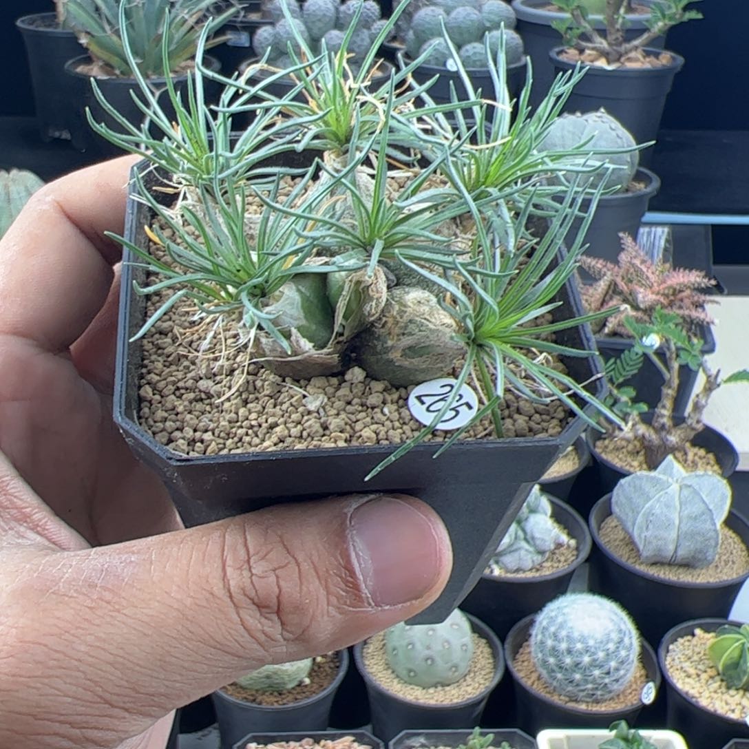 蓝***手迷你海葱一物一拍