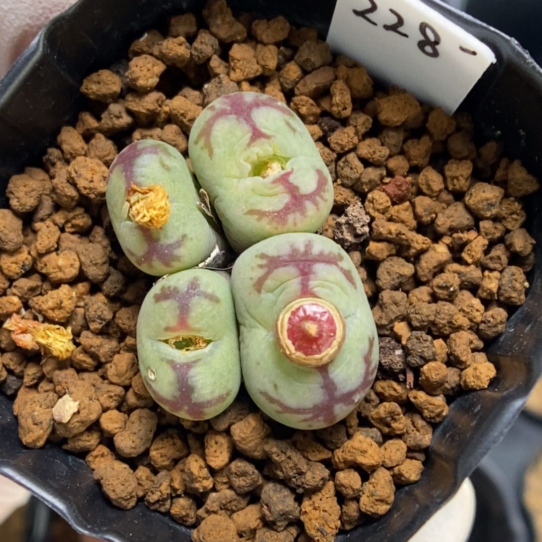 多肉植物肉锥杂交K-764
