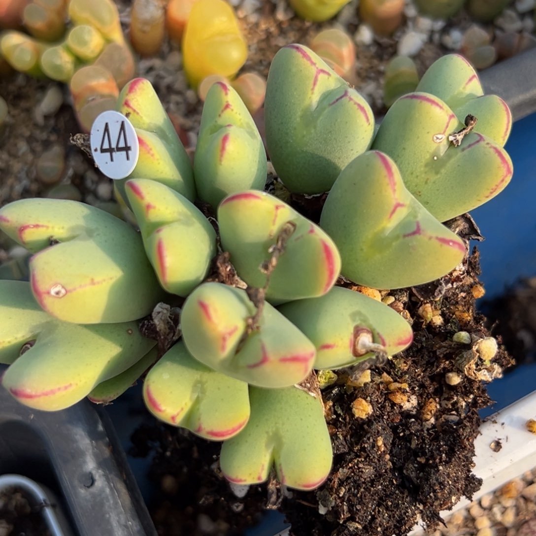 多肉植物111111111111