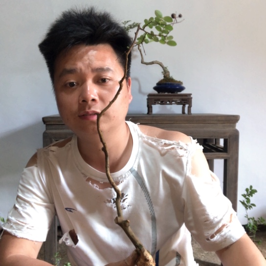 盆景素材（生桩）不包成活率