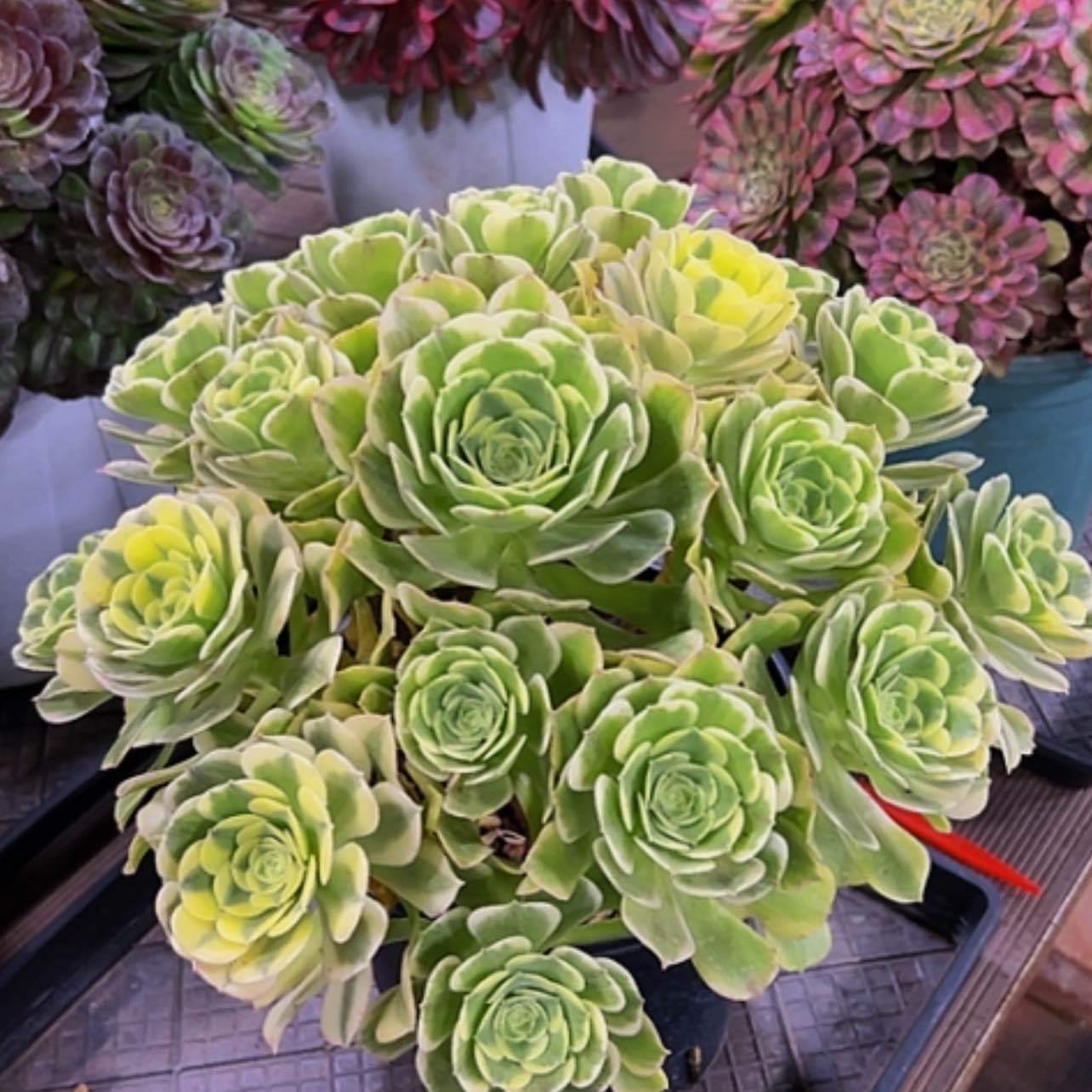 【闪购商品】缘*分1111111111111