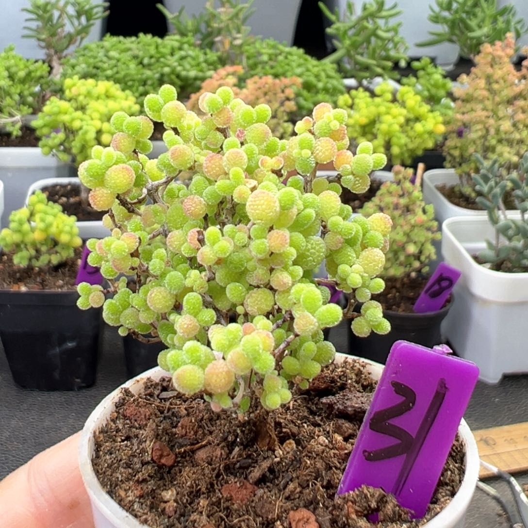 31号彩色蜜橘一物一拍