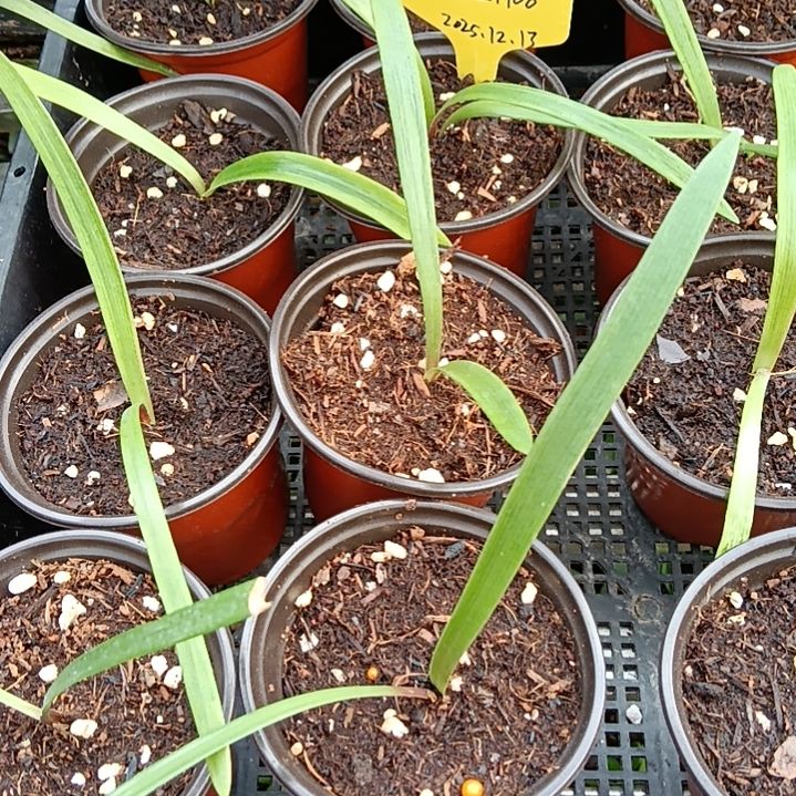 无花朵孤宝1700/0.8发一个