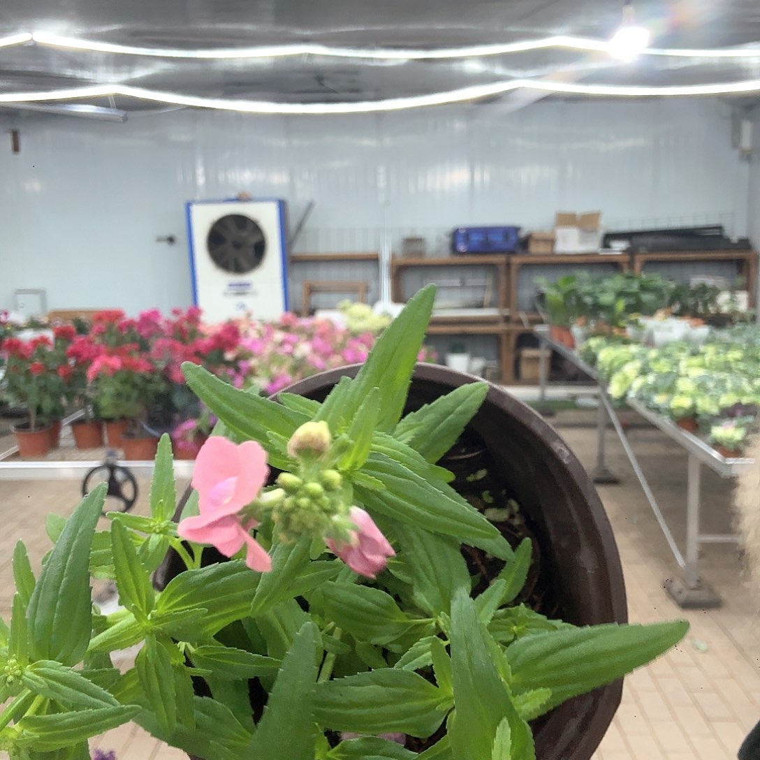 体***面全部花苞粉色龙棉花