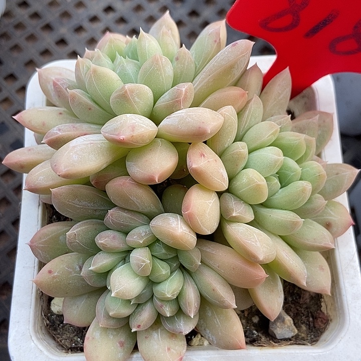 多肉植物百达翡翠818