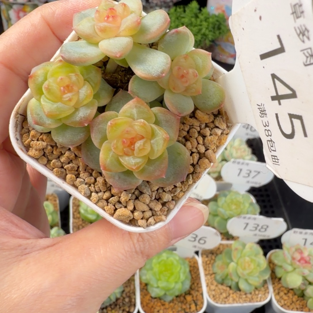 橘透珍妮四头群145号