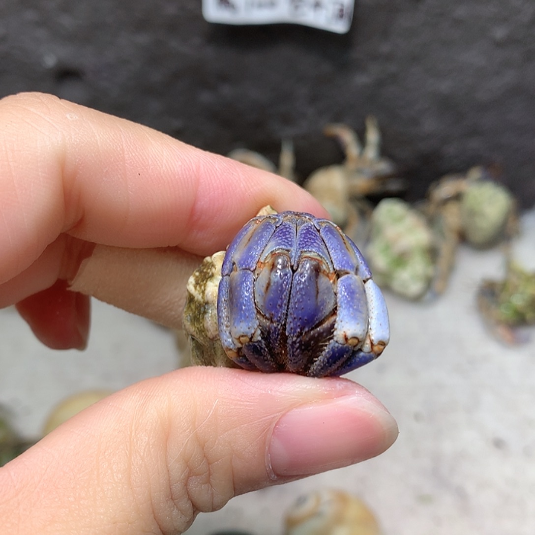 1.9口径奔跑的寄居蟹27号