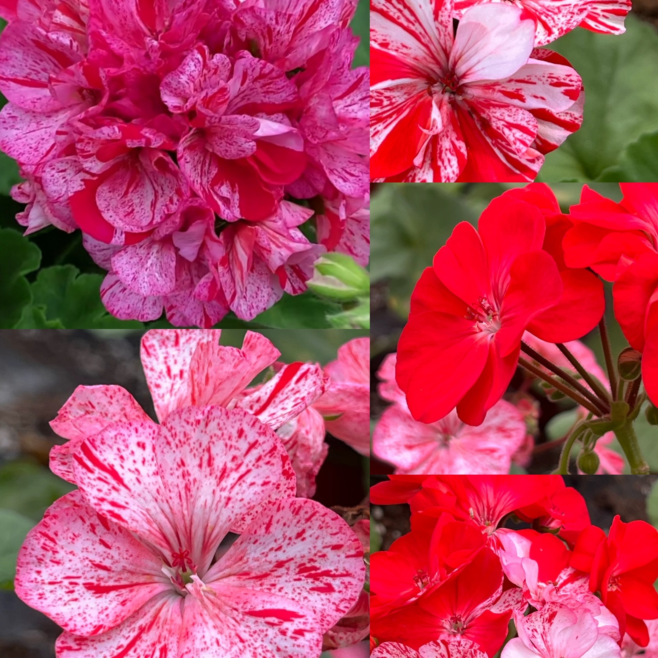 薄荷麻花～喷点天竺葵颜色会变化不固定