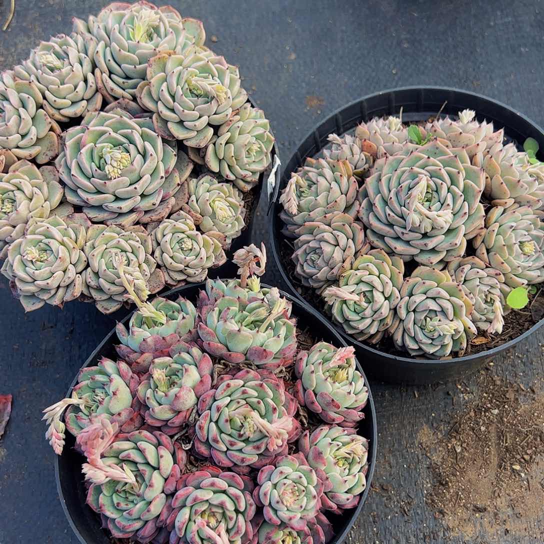 杀罗姬牡丹手捧多肉