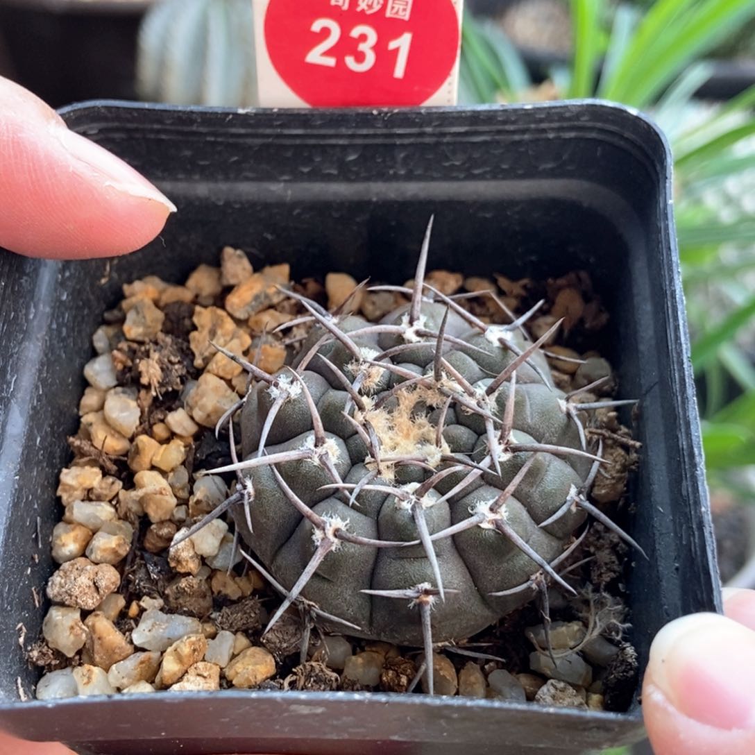 实生黑刺武勋丸杂交一颗3.6cm