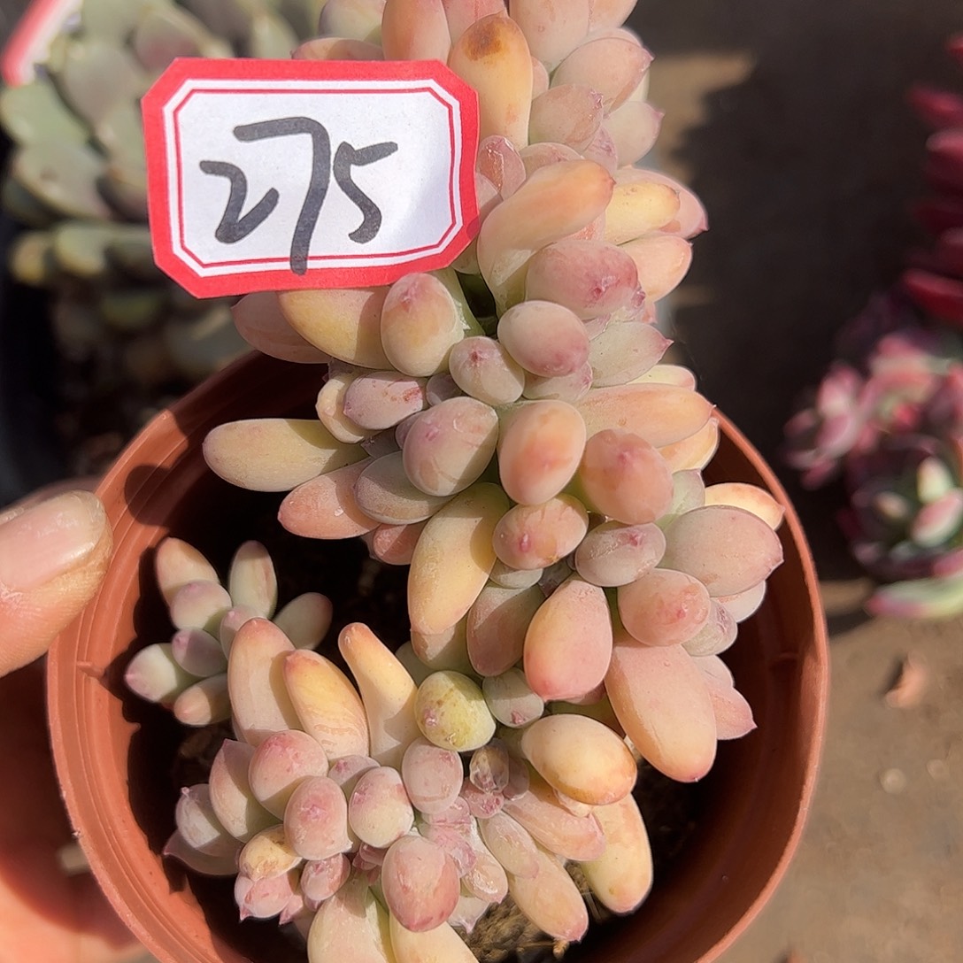 三日月美人，一物一拍