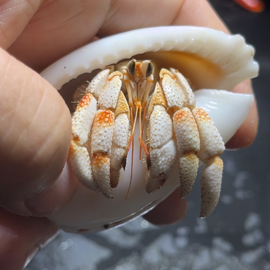 闪5号毛球2.2口径