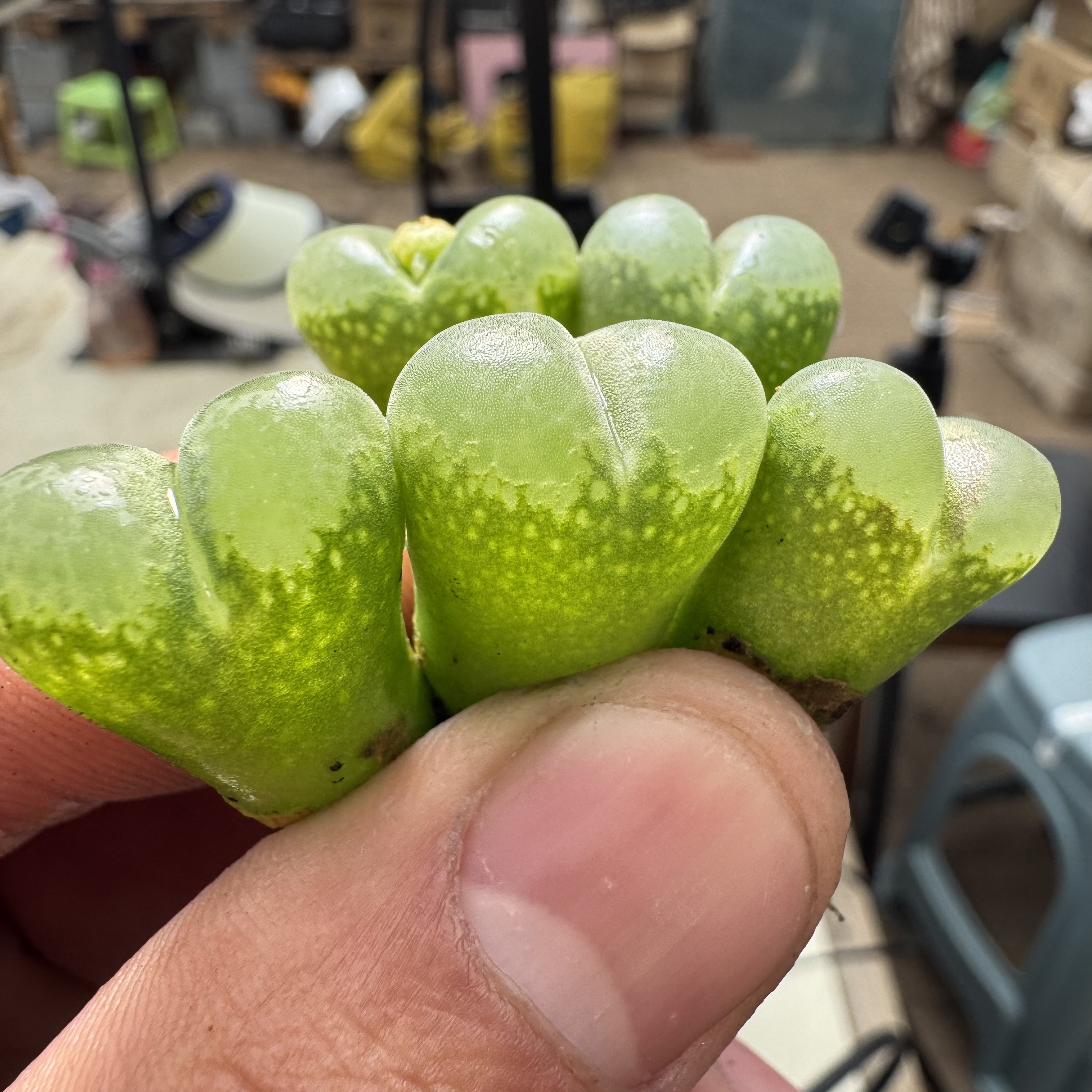 7多肉植物肉锥荧光胖虎一颗