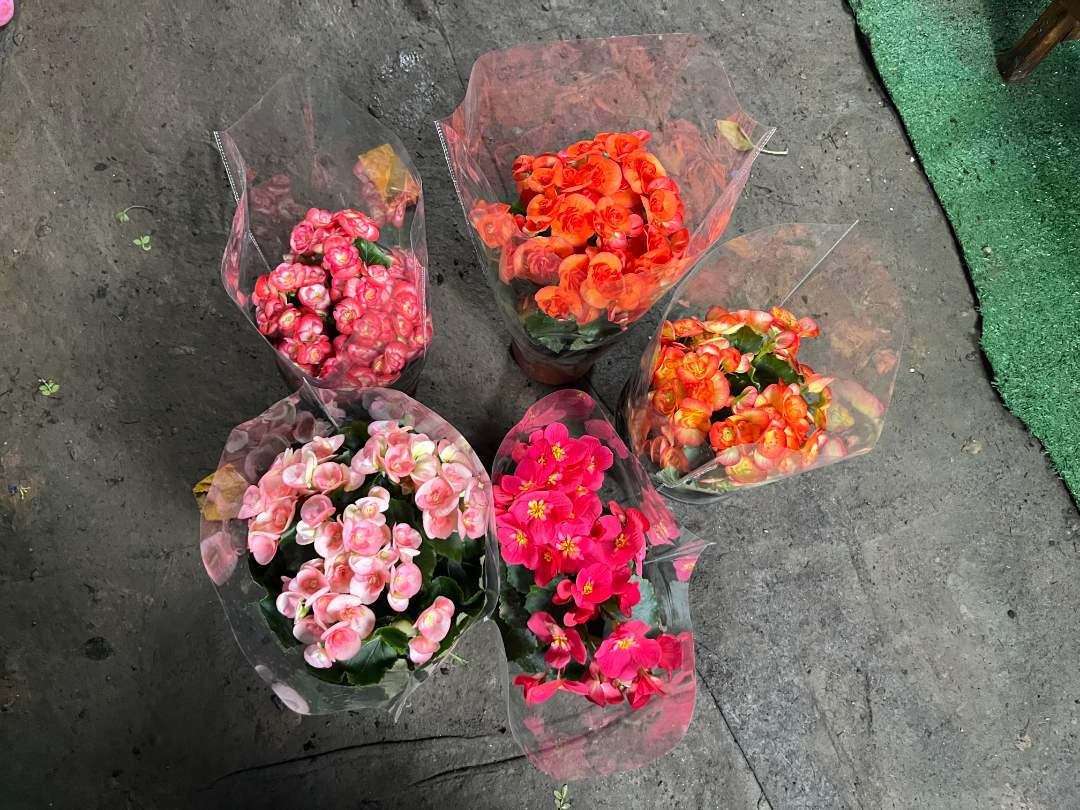 丽格海棠#直播间一物一拍#大棵多颜色